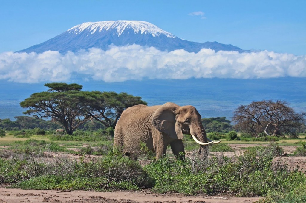 Elephant matriarch in front of Mount Kilimanjaro, Kenya
